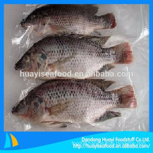 various size hot sale frozen whole round tilapia fish(gutted & scaled )